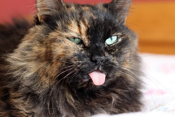 Die Pelzige Katze Liegt Mit Herausgestreckter Zunge Bett Sieht Ziemlich — Stockfoto