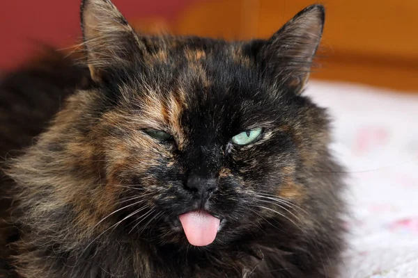 Furry Cat Lies Bed Tongue Stuck Out Looking Quite Funny — Stock Photo, Image