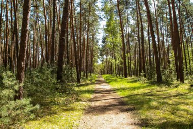 Çek Cumhuriyeti 'nin Psty kasabasındaki Kersko-Bory doğal parkından bir fotoğraf. Güzel taze çam ağacı yerde yosun ve kumlu patikalar. 