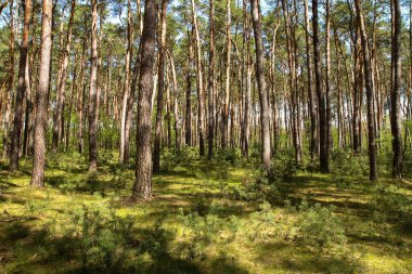 Çek Cumhuriyeti 'nin Psty kasabasındaki Kersko-Bory doğal parkından bir fotoğraf. Güzel taze çam ağacı yerde yosun ve kumlu patikalar. 