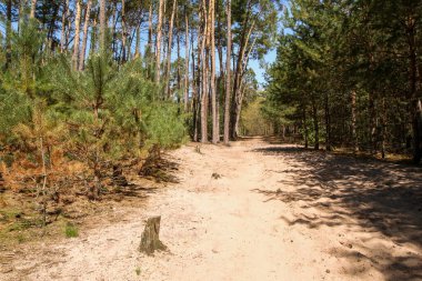 Çek Cumhuriyeti 'nin Psty kasabasındaki Kersko-Bory doğal parkından bir fotoğraf. Güzel taze çam ağacı yerde yosun ve kumlu patikalar. 