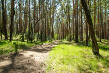Çek Cumhuriyeti 'nin Psty kasabasındaki Kersko-Bory doğal parkından bir fotoğraf. Güzel taze çam ağacı yerde yosun ve kumlu patikalar. 