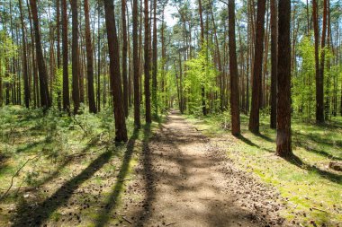 Çek Cumhuriyeti 'nin Psty kasabasındaki Kersko-Bory doğal parkından bir fotoğraf. Güzel taze çam ağacı yerde yosun ve kumlu patikalar. 