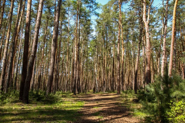 チェコ共和国のプスティの町で 自然公園ケルスコ ボリーからの写真 砂の歩道で地面に苔と美しい新鮮な松の木 — ストック写真