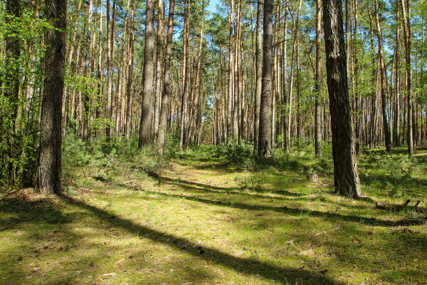 The picture from the natural park Kersko-Bory by the town of Psty in Czech Republic. The beautiful fresh pine Wood with moss on the ground with sandy footpaths.