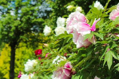 Botanik bahçesindeki şakayığın güzel çiçeğinin ayrıntıları. Güzel çiçek arkaplanı..