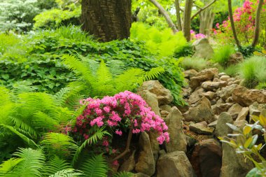 Sspring ve yaz mevsiminde güzel renkli çiçeklerin ayrıntıları. Güzel çiçek arkaplanı..