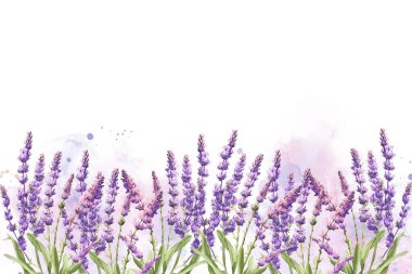 Suluboya vektör arkaplanlı lavanta çiçeği bahçesi. mor soyut duvar kağıdı tasarımı çiçekler, kır çiçekleri, çizgi sanatı