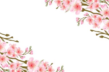 Çiçek açan kiraz çiçekleri.