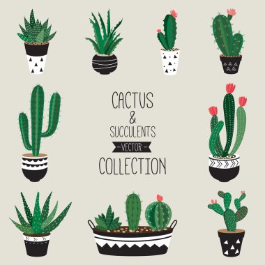 Kaktüsler ve succulents koleksiyonu vektör 