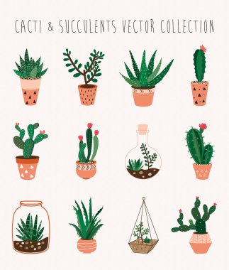Kaktüsler ve succulents koleksiyonu vektör 