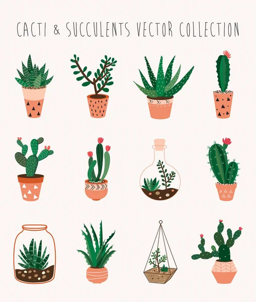 คอลเลกชันเวกเตอร์ Cacti และ succulents — ภาพเวกเตอร์สต็อก