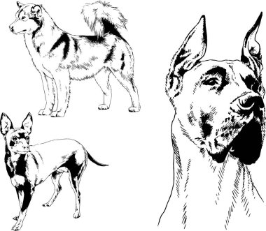 Vektör çizimleri, arka planı olmayan nesneler, mürekkeple çizilmiş soylu köpek ve kedileri çizer.