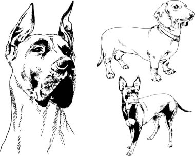 Vektör çizimleri, arka planı olmayan nesneler, mürekkeple çizilmiş soylu köpek ve kedileri çizer.