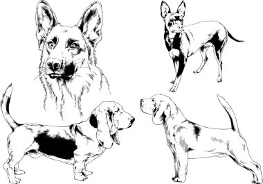 Vektör çizimleri, arka planı olmayan nesneler, mürekkeple çizilmiş soylu köpek ve kedileri çizer.