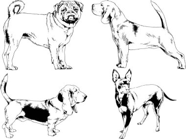 Vektör çizimleri, arka planı olmayan nesneler, mürekkeple çizilmiş soylu köpek ve kedileri çizer.