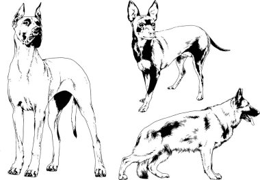 Vektör çizimleri, arka planı olmayan nesneler, mürekkeple çizilmiş soylu köpek ve kedileri çizer.