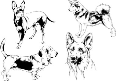 Vektör çizimleri, arka planı olmayan nesneler, mürekkeple çizilmiş soylu köpek ve kedileri çizer.