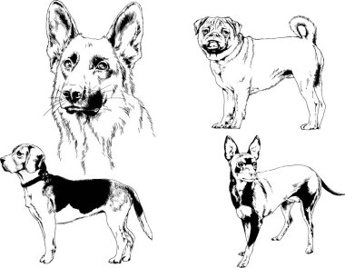 Vektör çizimleri, arka planı olmayan nesneler, mürekkeple çizilmiş soylu köpek ve kedileri çizer.