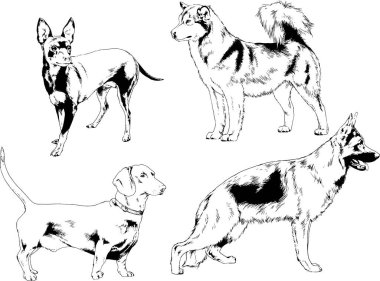 Vektör çizimleri, arka planı olmayan nesneler, mürekkeple çizilmiş soylu köpek ve kedileri çizer.