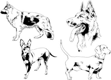 Vektör çizimleri, arka planı olmayan nesneler, mürekkeple çizilmiş soylu köpek ve kedileri çizer.