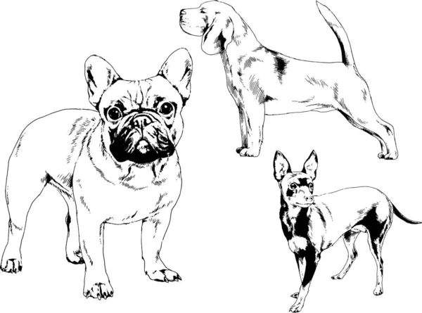 Dessins Vectoriels Croquis Pedigree Chiens Chats Dessinés Encre Main Objets — Image vectorielle