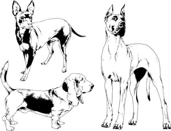 Desenhos Vetoriais Esboços Pedigree Cães Gatos Desenhados Tinta Mão Objetos — Vetor de Stock