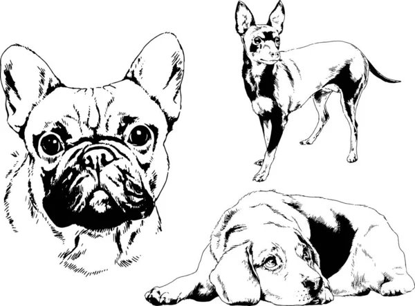 Desenhos Vetoriais Esboços Pedigree Cães Gatos Desenhados Tinta Mão Objetos — Vetor de Stock