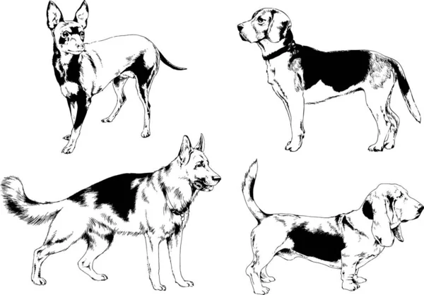 Desenhos Vetoriais Esboços Pedigree Cães Gatos Desenhados Tinta Mão Objetos — Vetor de Stock