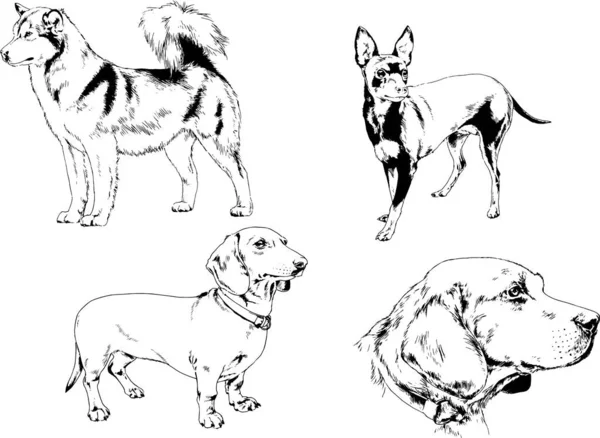 Desenhos Vetoriais Esboços Pedigree Cães Gatos Desenhados Tinta Mão Objetos —  Vetores de Stock