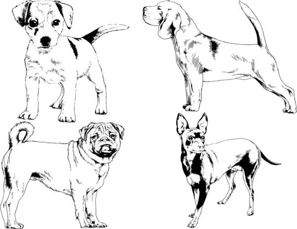 Dibujos Vectoriales Bocetos Pedigrí Perros Gatos Dibujados Tinta Mano Objetos — Archivo Imágenes Vectoriales