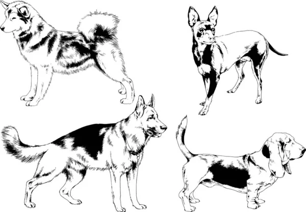 Desenhos Vetoriais Esboços Pedigree Cães Gatos Desenhados Tinta Mão Objetos — Vetor de Stock