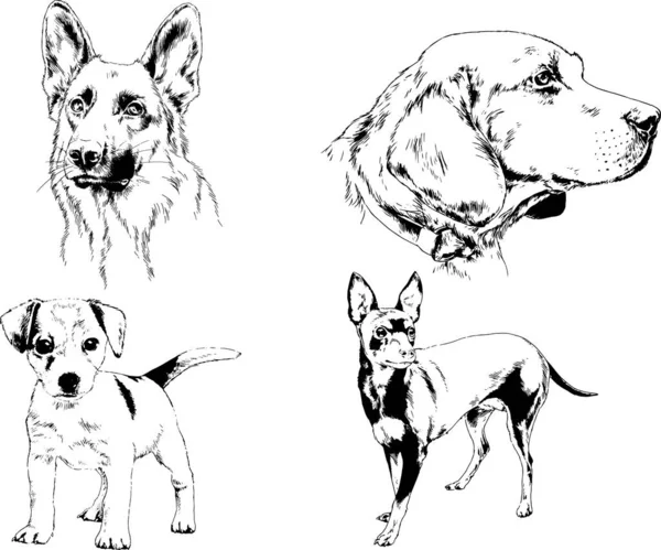 Dibujos Vectoriales Bocetos Pedigrí Perros Gatos Dibujados Tinta Mano Objetos — Vector de stock