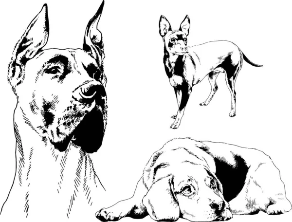 Dessins Vectoriels Croquis Pedigree Chiens Chats Dessinés Encre Main Objets — Image vectorielle