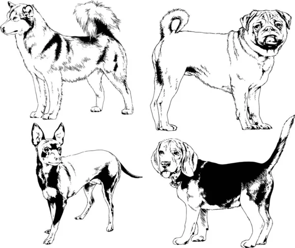 Dibujos Vectoriales Bocetos Pedigrí Perros Gatos Dibujados Tinta Mano Objetos — Vector de stock