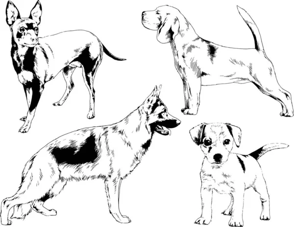 ベクターの絵は手描きでインクで描いた血統の犬や猫 背景のないもの — ストックベクタ