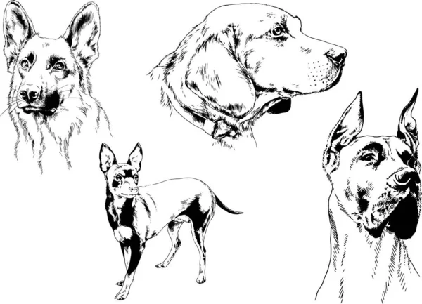 Desenhos Vetoriais Esboços Pedigree Cães Gatos Desenhados Tinta Mão Objetos —  Vetores de Stock