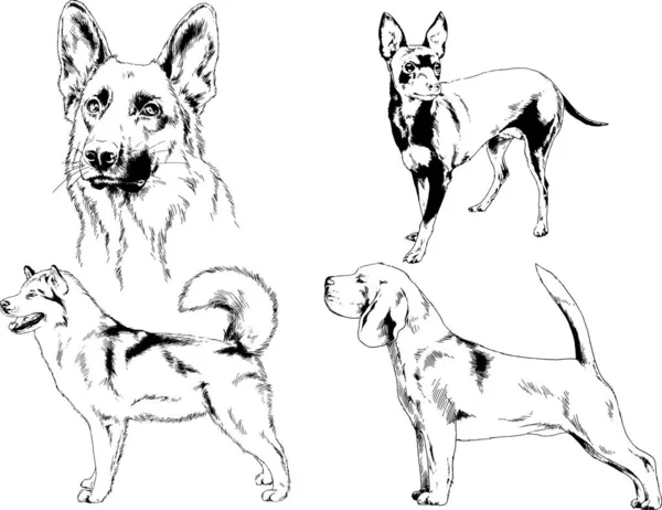 Desenhos Vetoriais Esboços Pedigree Cães Gatos Desenhados Tinta Mão Objetos —  Vetores de Stock