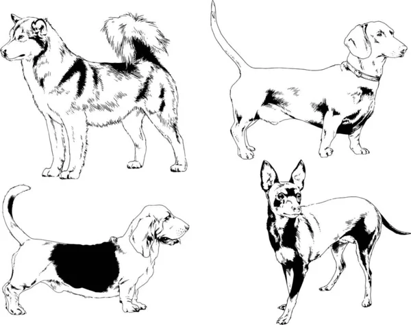 Dessins Vectoriels Croquis Pedigree Chiens Chats Dessinés Encre Main Objets — Image vectorielle