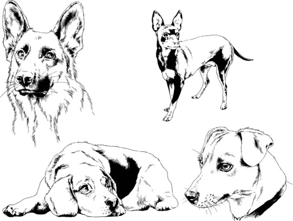 Desenhos Vetoriais Esboços Pedigree Cães Gatos Desenhados Tinta Mão Objetos —  Vetores de Stock