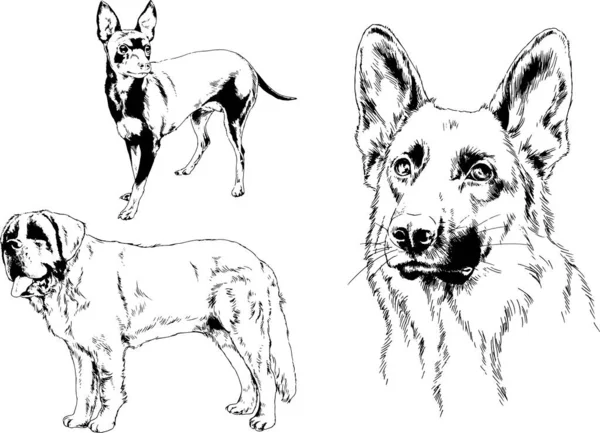 Disegni Vettoriali Schizzi Pedigree Cani Gatti Disegnati Mano Con Inchiostro — Vettoriale Stock