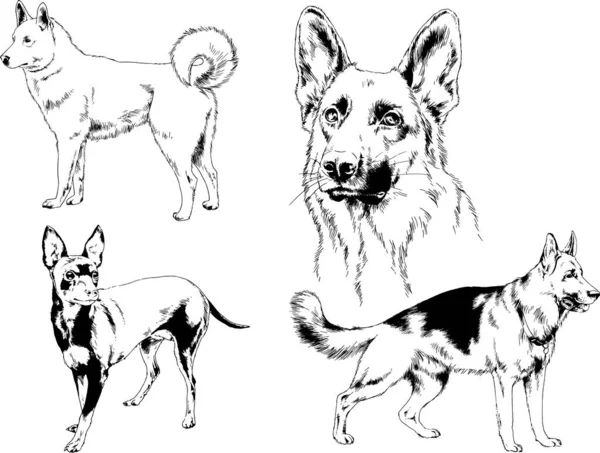 Desenhos Vetoriais Esboços Pedigree Cães Gatos Desenhados Tinta Mão Objetos —  Vetores de Stock