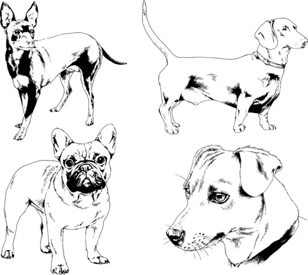 Vector Drawings Sketches Pedigree Dogs Cats Drawn Ink Hand Objects — Stock Vector