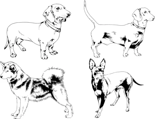 Desenhos Vetoriais Esboços Pedigree Cães Gatos Desenhados Tinta Mão Objetos — Vetor de Stock