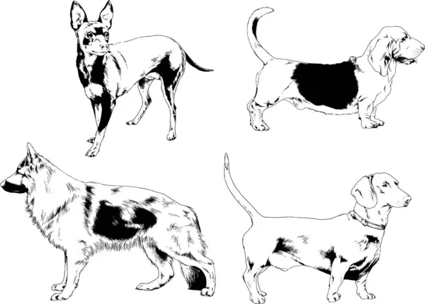 ベクターの絵は手描きでインクで描いた血統の犬や猫 背景のないもの — ストックベクタ