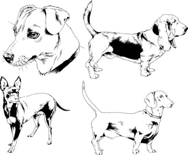 Dibujos Vectoriales Bocetos Pedigrí Perros Gatos Dibujados Tinta Mano Objetos — Archivo Imágenes Vectoriales