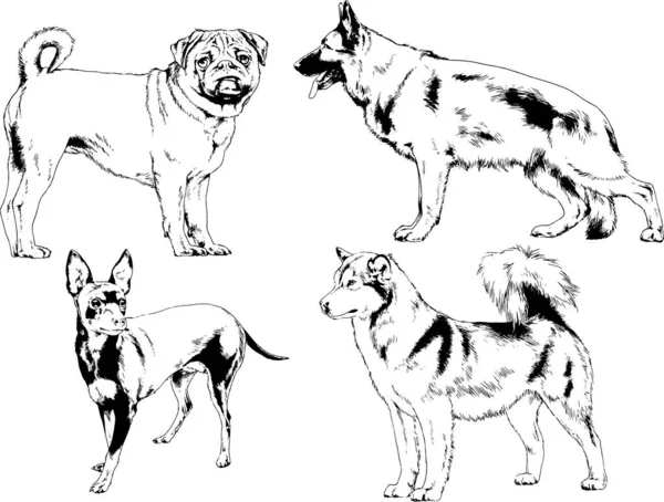 Dessins Vectoriels Croquis Pedigree Chiens Chats Dessinés Encre Main Objets — Image vectorielle