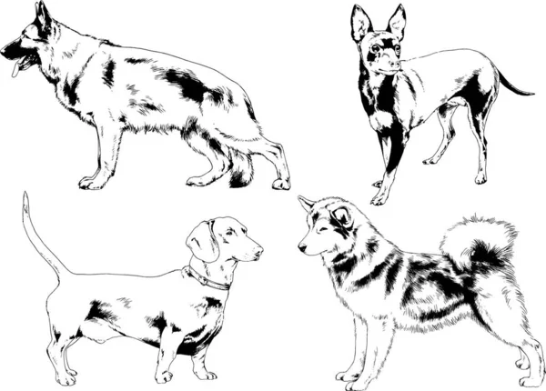 ベクターの絵は手描きでインクで描いた血統の犬や猫 背景のないもの — ストックベクタ