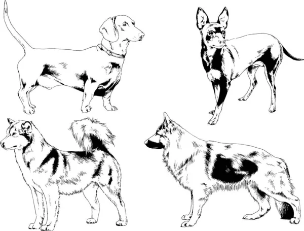 Dessins Vectoriels Croquis Pedigree Chiens Chats Dessinés Encre Main Objets — Image vectorielle