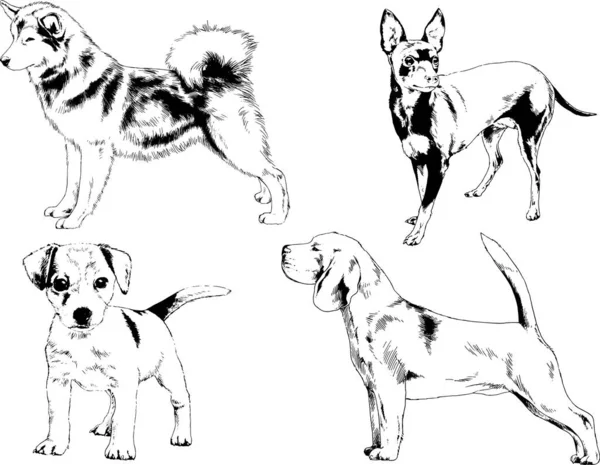 Desenhos Vetoriais Esboços Pedigree Cães Gatos Desenhados Tinta Mão Objetos — Vetor de Stock